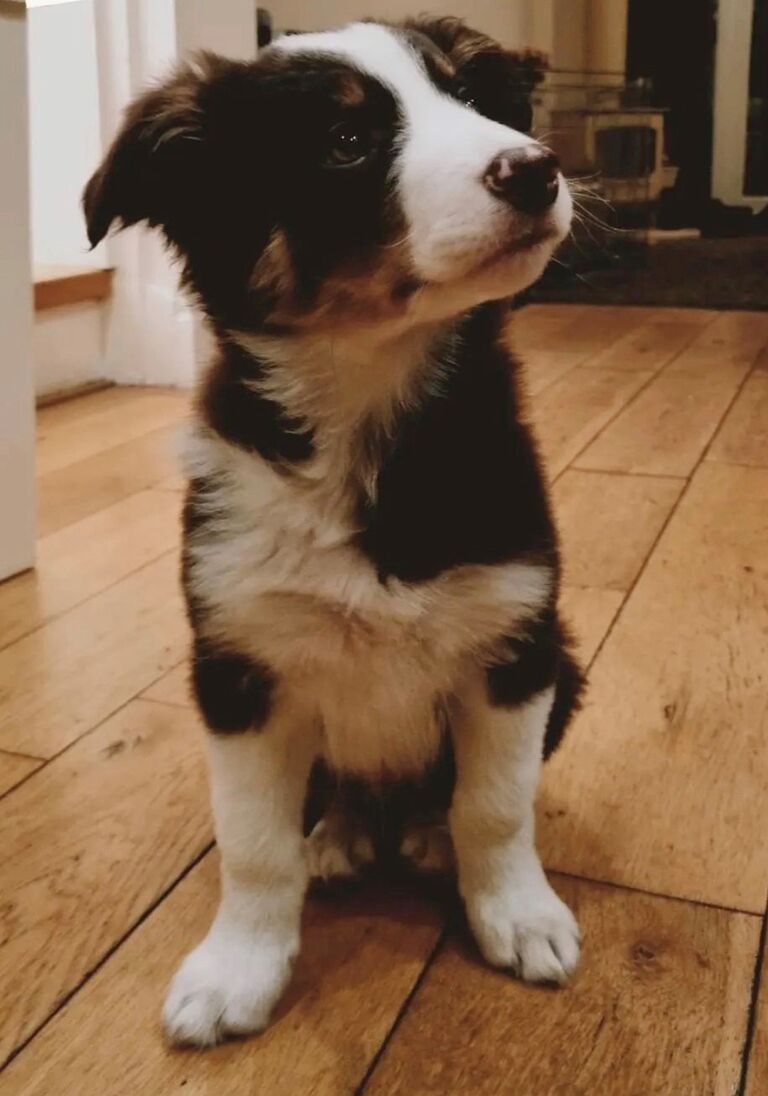 We finally bought our first home and welcomed this handsome guy to the team. Welcome home, Bertie!