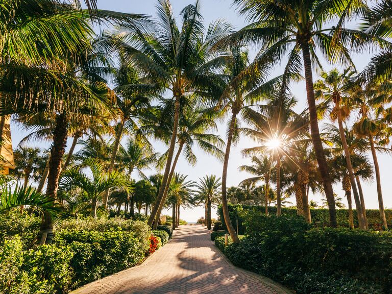 A palm tree-lined path in Miami, Florida