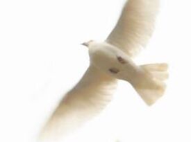 White Wings Dove Releases - Dove Releases - Wichita, KS - Hero Gallery 1