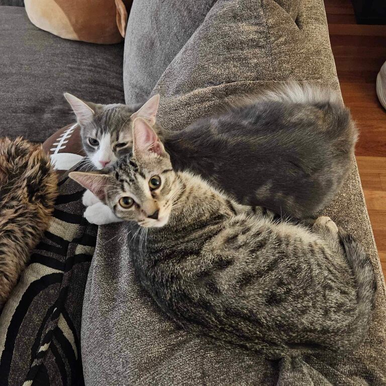Matt and Lizzy adopted our beautiful children, Griffin and Phoebe.