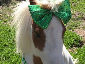 Cherry The Miniature Trick Horse & Nancy Degan - Animal For A Party - Germantown, TN - Hero Gallery 3