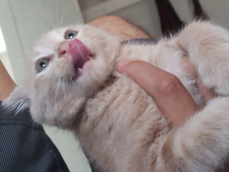 Lio, nuestro primer bebé, es alguien a quien realmente extrañamos en nuestras vidas. Su presencia siempre nos llenaba de alegría y amor, y no pasa un solo día sin que pensemos en él. Cada recuerdo con Lio es un tesoro que guardamos en nuestros corazones, y su ausencia se siente profundamente. "The cat distribution system always finds you."