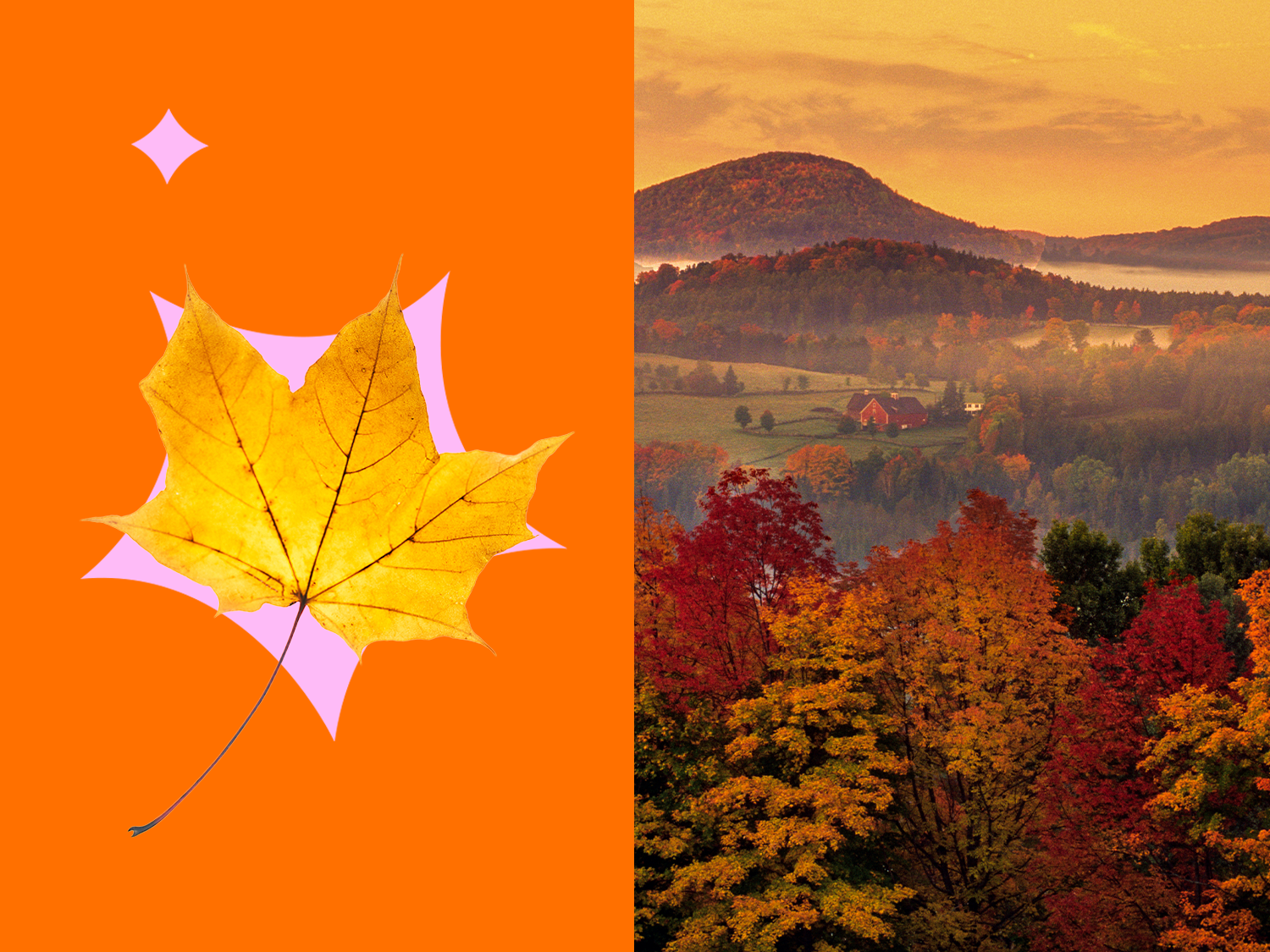Collage of a leaf on an orange background and a photo of New England in the fall, Leaf peeping New England