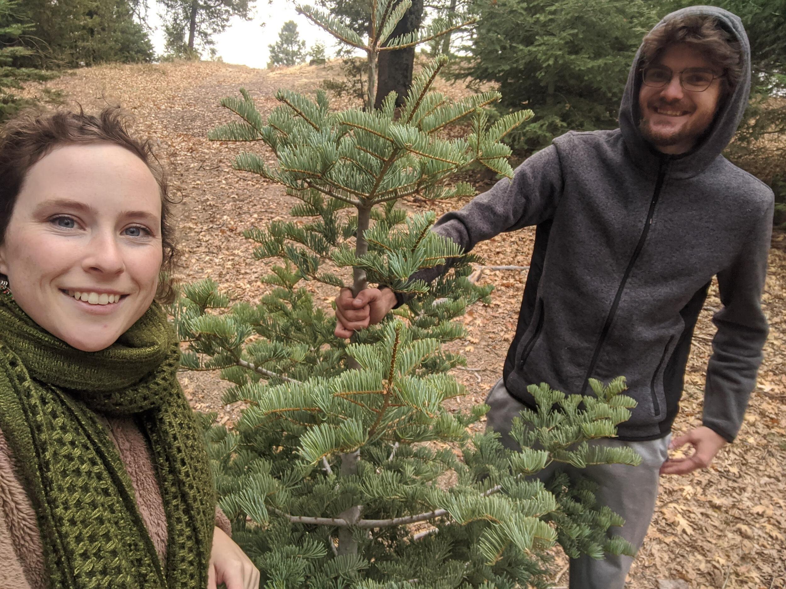 Cutting our second Christmas tree down at the Nanz family lot on Palomar