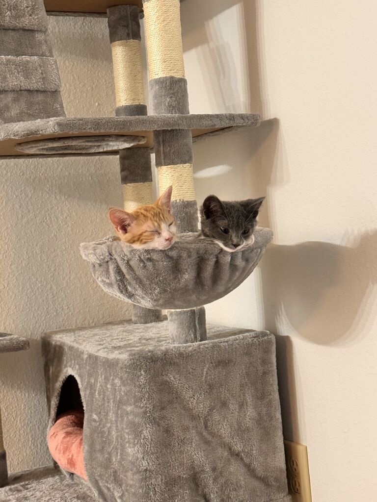 Brought Our Fur Babies Home! (and Quinton said he would never have cats, he loves them so much!)