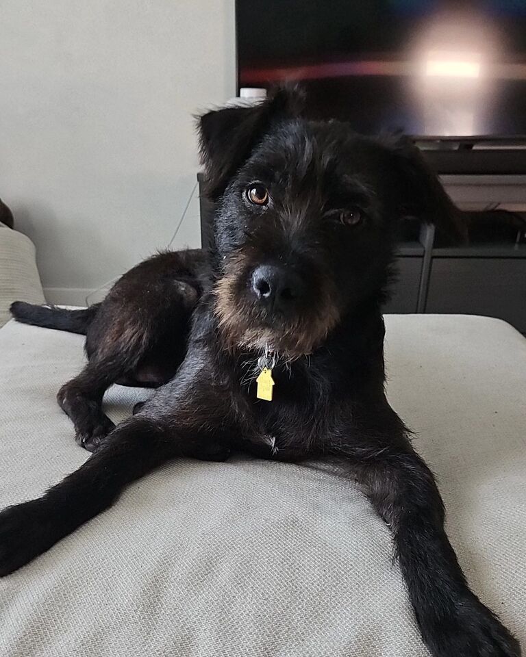 The family is growing! Welcome home Baxter!