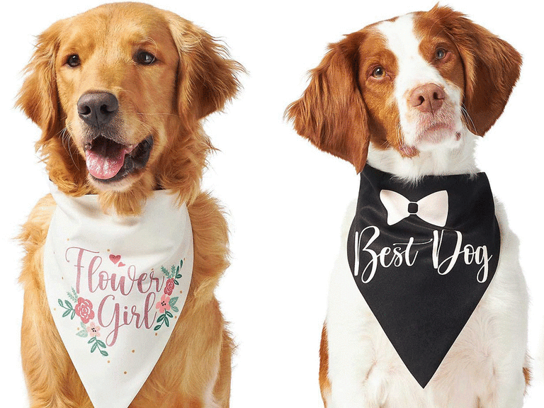 Dog store wedding clothes