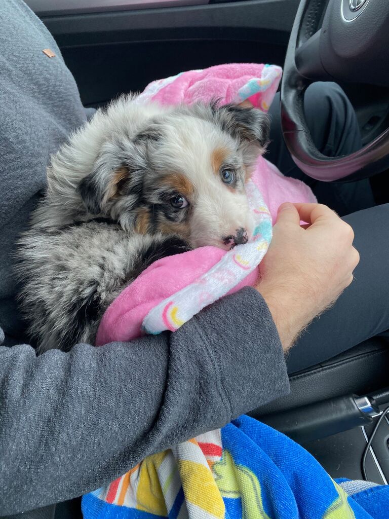 Bella joins the family. Yep, still in the 1-bedroom apartment