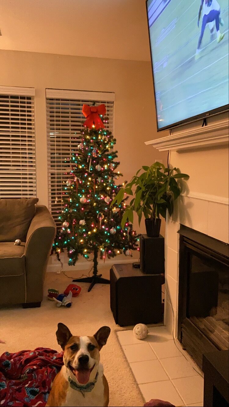 Stella proudly showing off the Christmas tree we decorated on our first Christmas together. 
