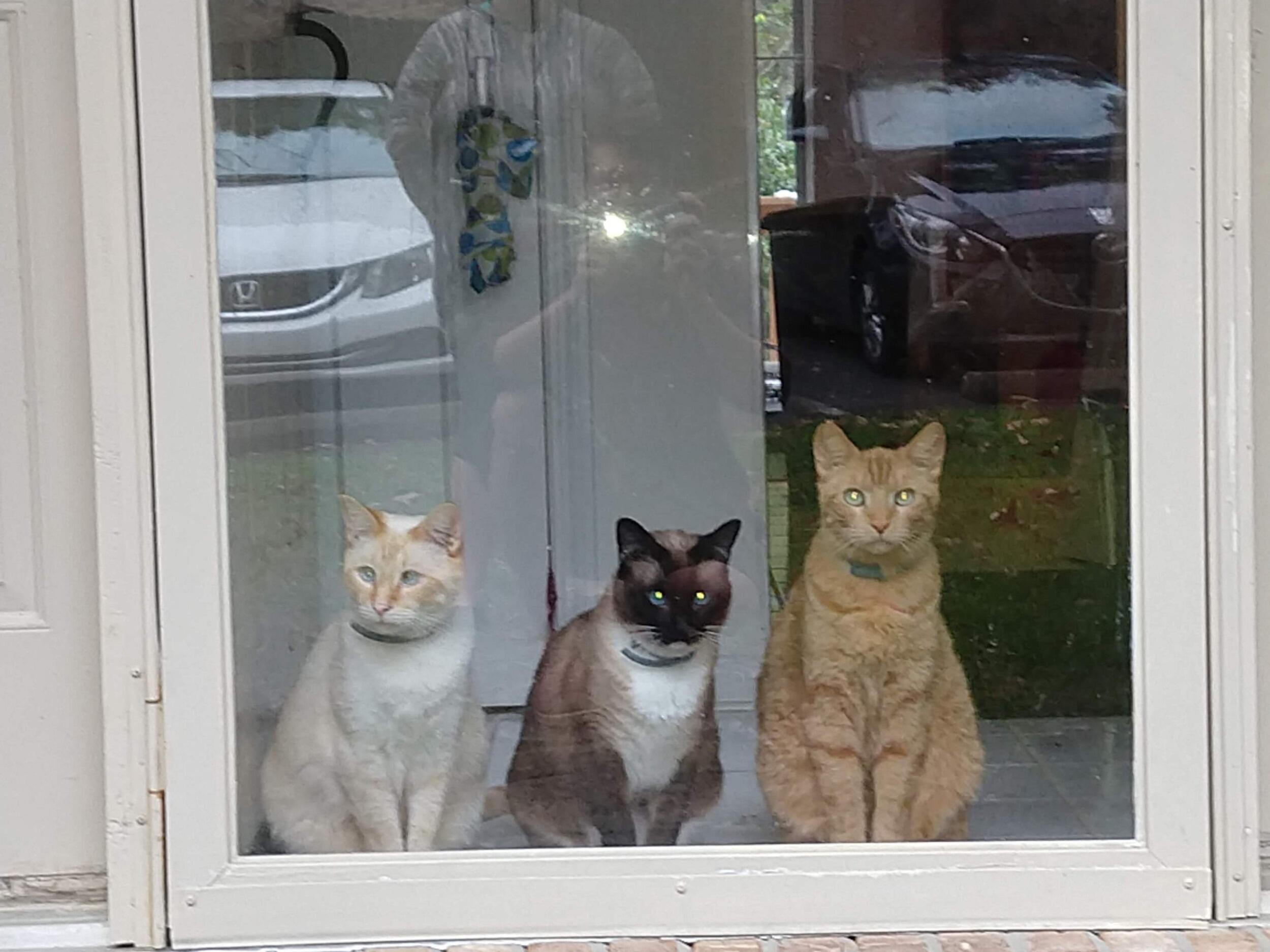 Dan adopted Jasmine's fur babies and together they chose to add one more. The couple had made the deal that if they adopted another cat, Dan would get to name him. Chester Copperpot became our VERY loving, cuddly giant orange tabby cat.
