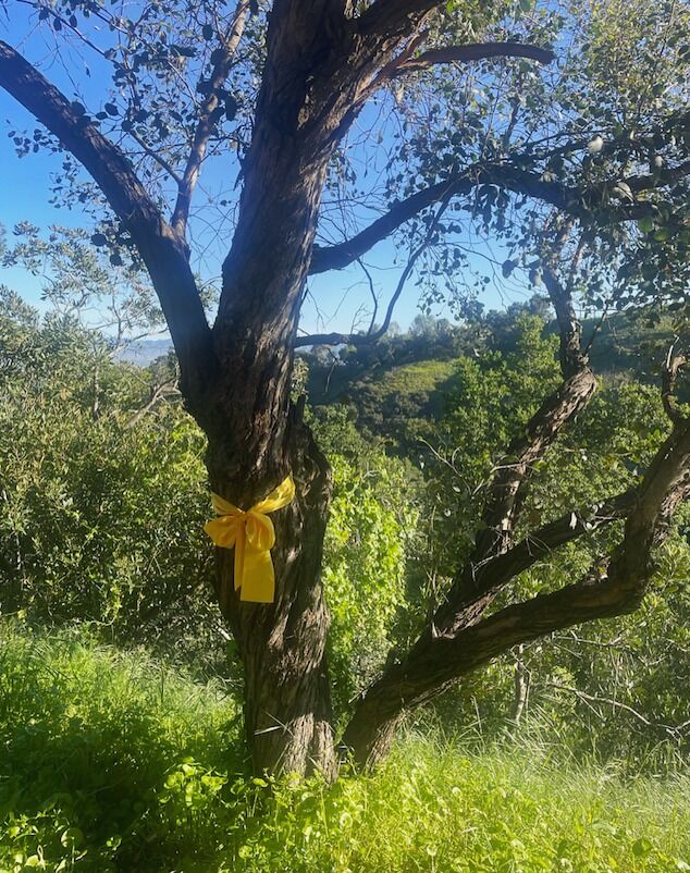 Yes we are aware this was not an oak tree hahahaa
