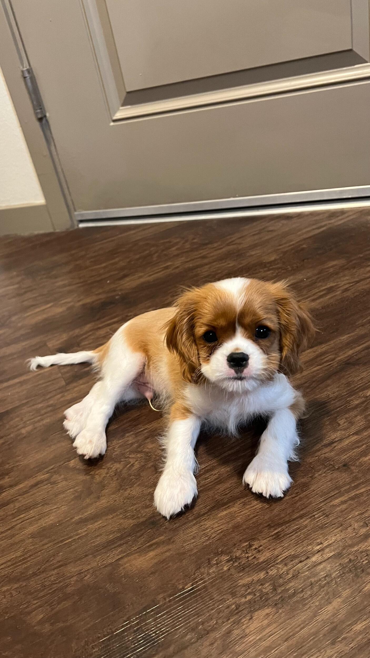 Our First Dog Together! Slugger.