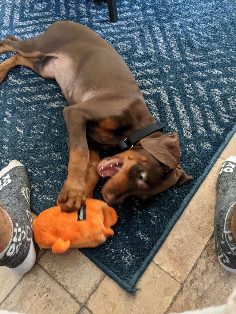 To a stubborn but silly pup, Kiki.