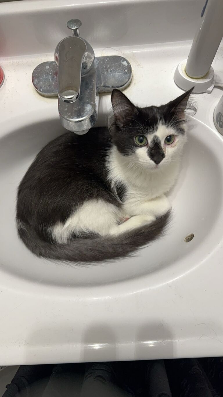 Hailey & Nate adopt a second fuzzy Son (Winkie)