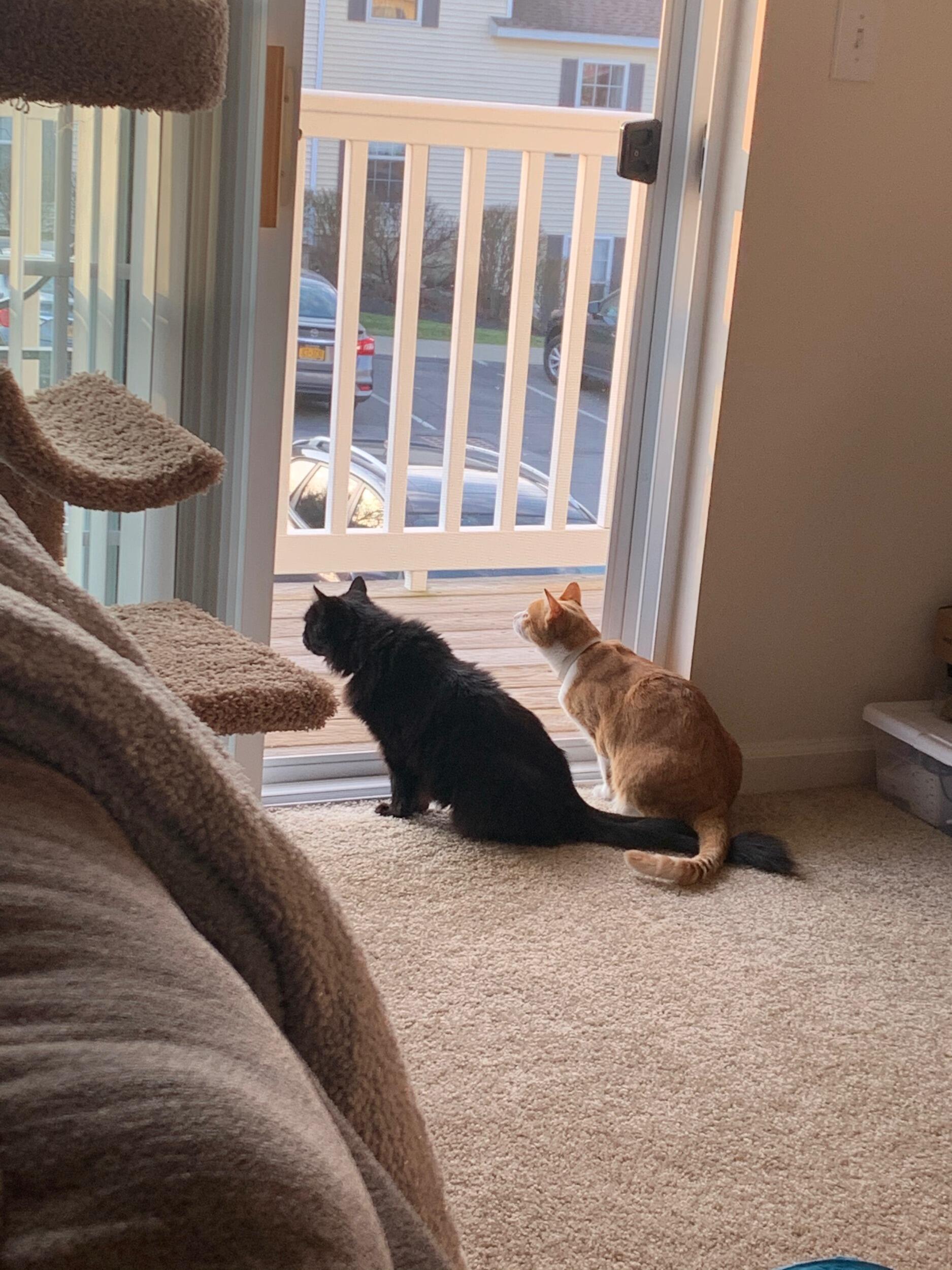 Eric and Kellie move in together, therefore Hobbes and Sophie became roommates