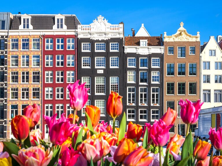 Tulips and colorful houses in Amsterdam