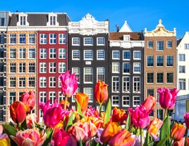 Tulips and colorful houses in Amsterdam