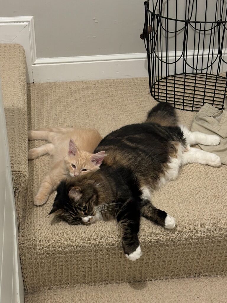 Added Sweet Jimbo to our family