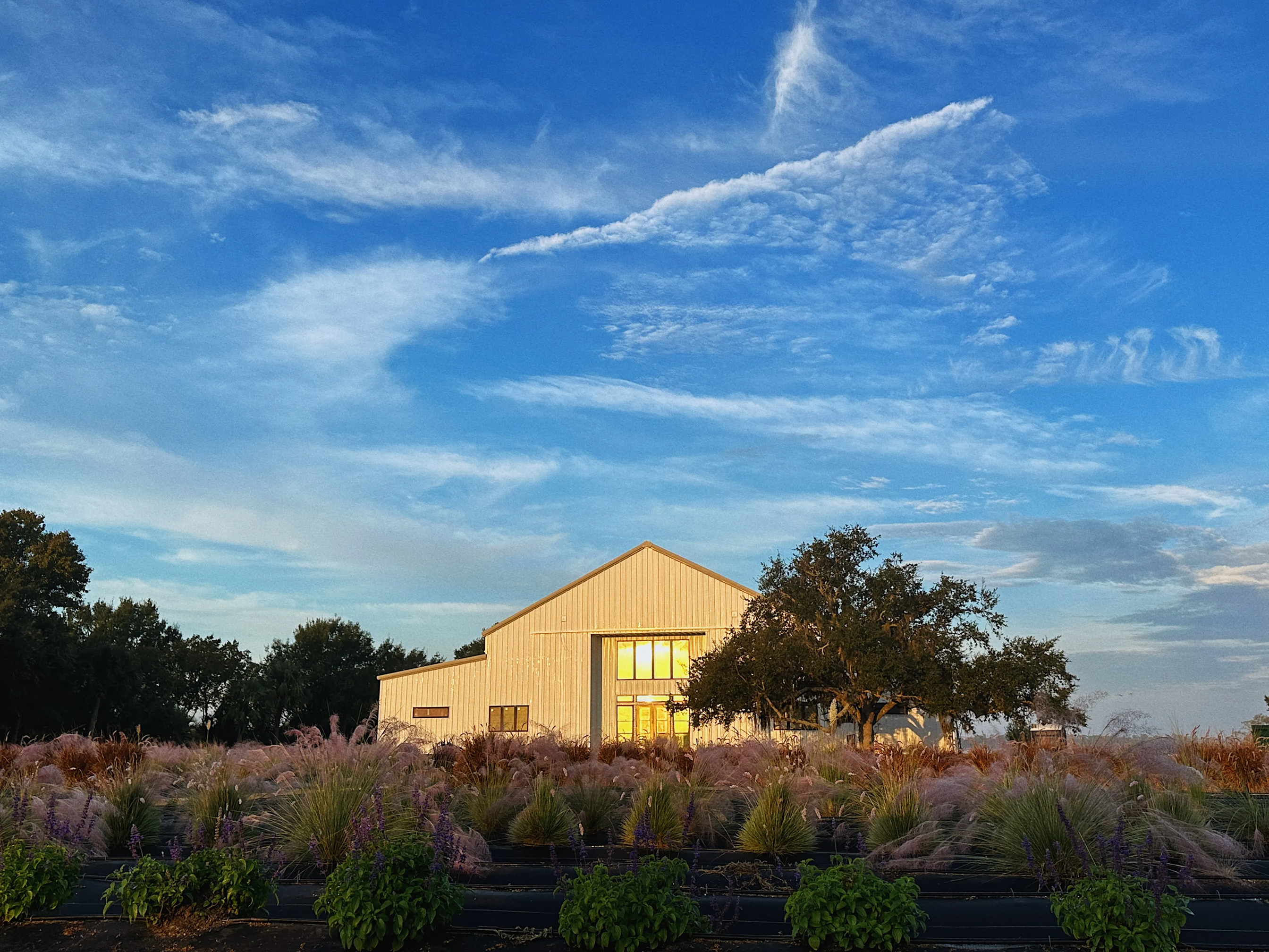 Stunning Lavender Farm Wedding Venues to Check Out Across the Country