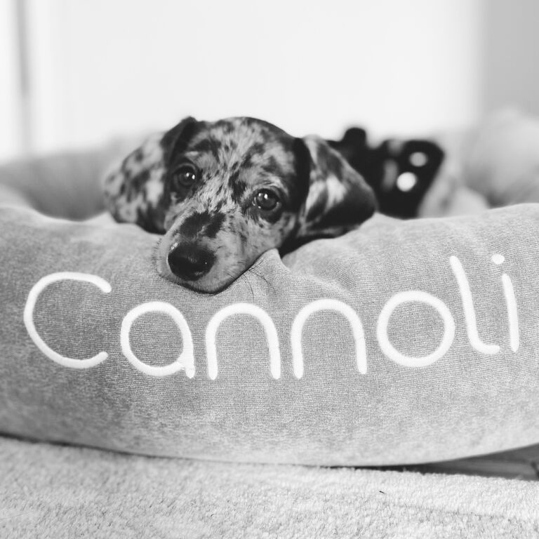 The day that we became dog parents! We flew to Houston, Texas to pick up our Miniature Dachshund the week after Valentine's Day. We named her Cannoli and she weighed only 4.2 lbs when we got her! It was an extra special moment for James as he grew up with Dachshunds.