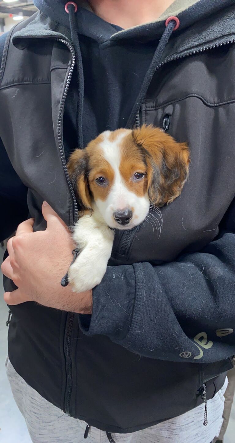 got our first puppy, Lily