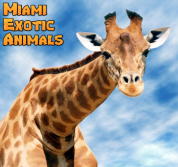 Miami Exotic Animals & A Hot Party - Animal For A Party Miami, FL - The Bash