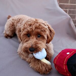 Gallery Photo 161