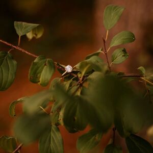 Gallery Photo 41