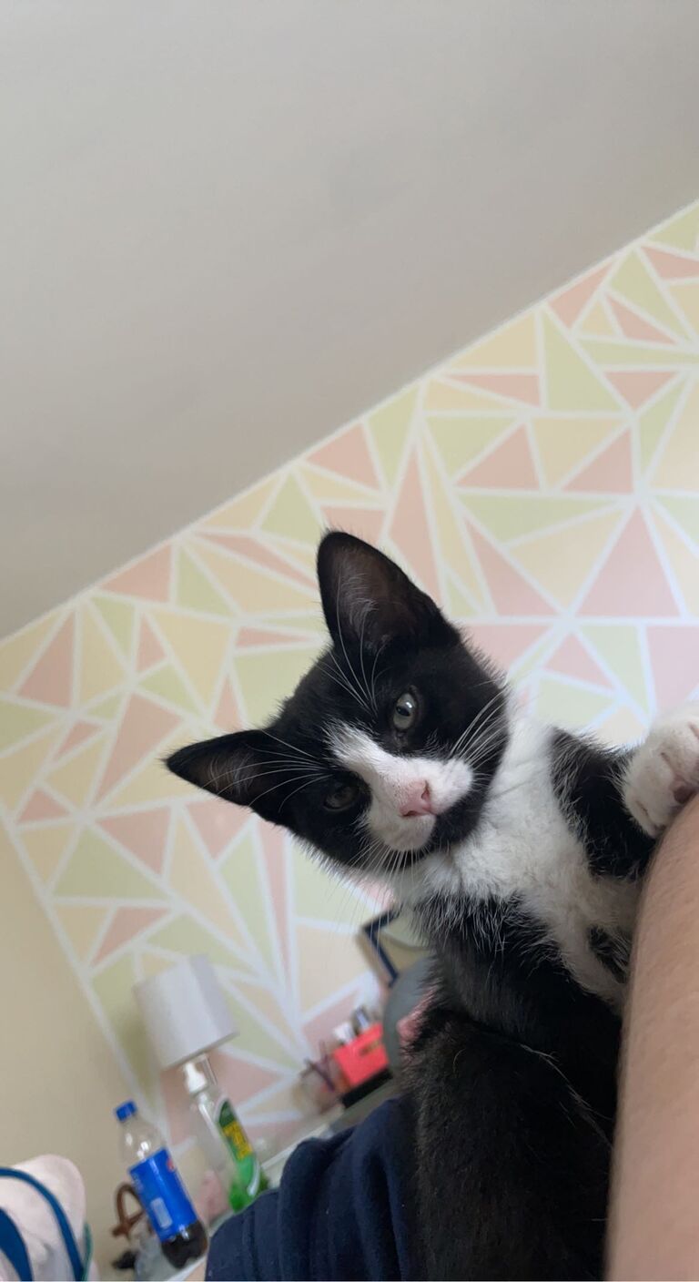 We adopted our first cat together we named him Moose.