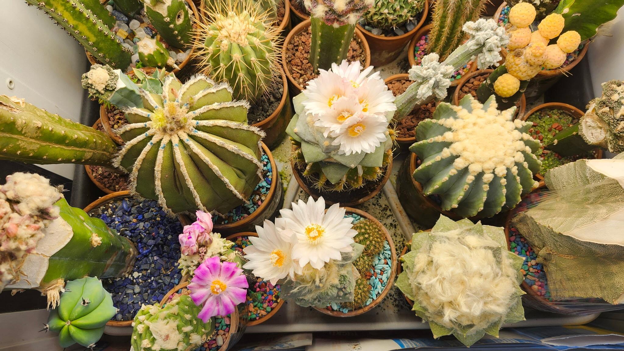 Keith has had a new hobby for the last few years! He has grafted dozens of cacti! He will even tell you most of their Latin names! Lol He has "astounding situational awareness with an extreme attention to detail!" 🌵