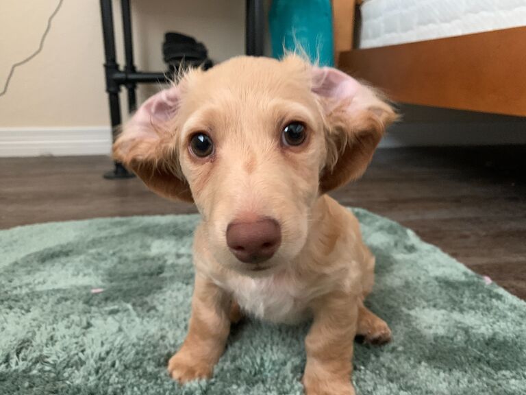 Mustard Joins the Family ~ Longmont, Colorado