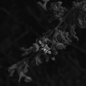 Gallery Photo 11