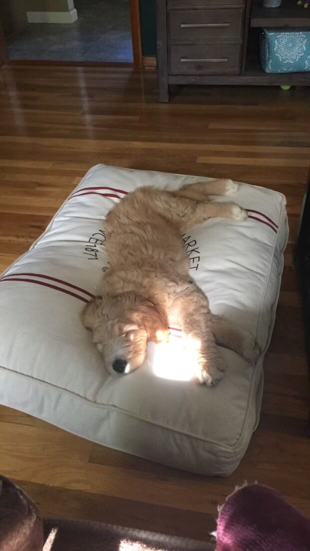 Brought home Chewbert