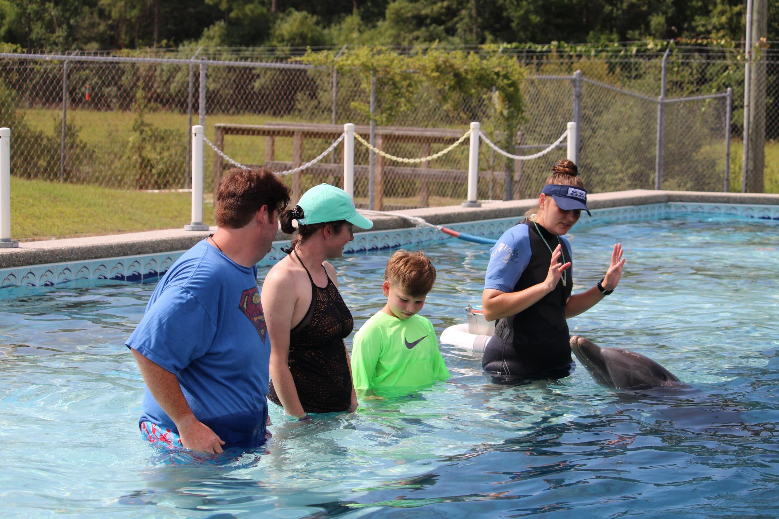 Dolphin Swim