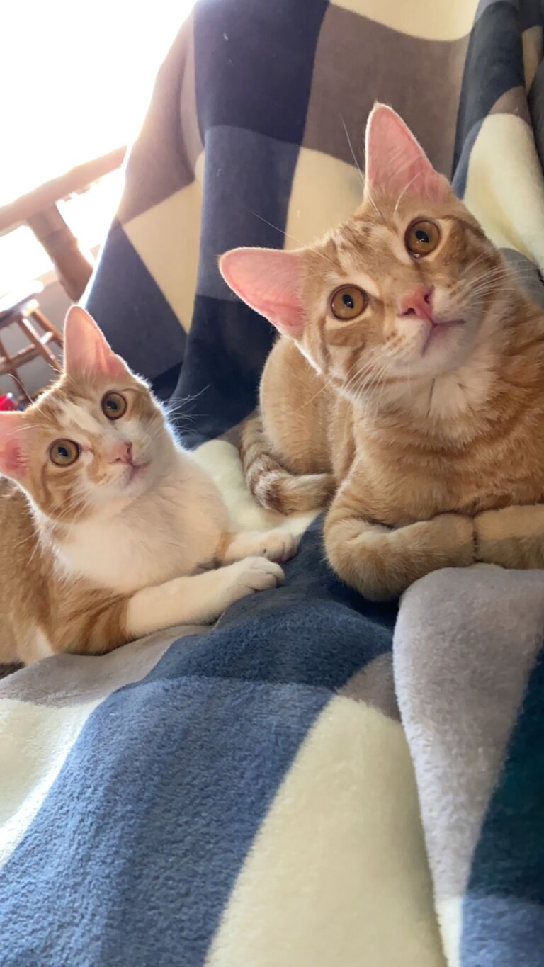 Adopted 2 sweet kitties, Oliver and Penny