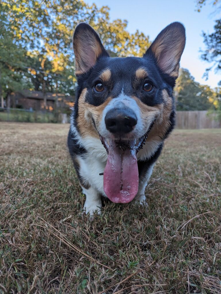 Our first date! We went to Raduno and the dog park with Kirby!