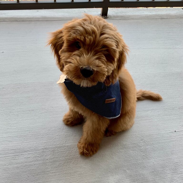 We brought Targhee home! He brings us so much joy and happiness.  We love him so much!