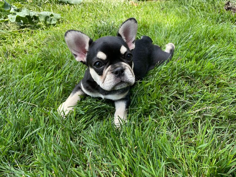 We decided we were ready to become pawents and adopted our baby girl, Chanel 🤍