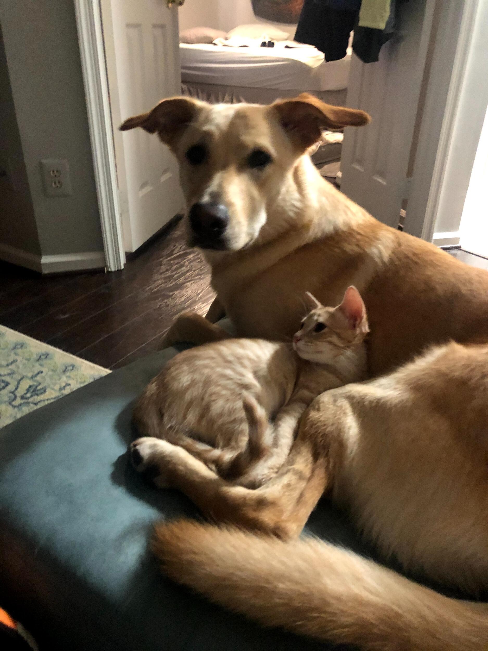 A beautiful princess named Nala joins the family.