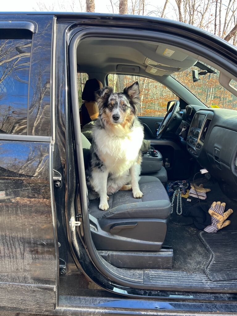 Lola becomes Cory's dog and would rather work then stay home