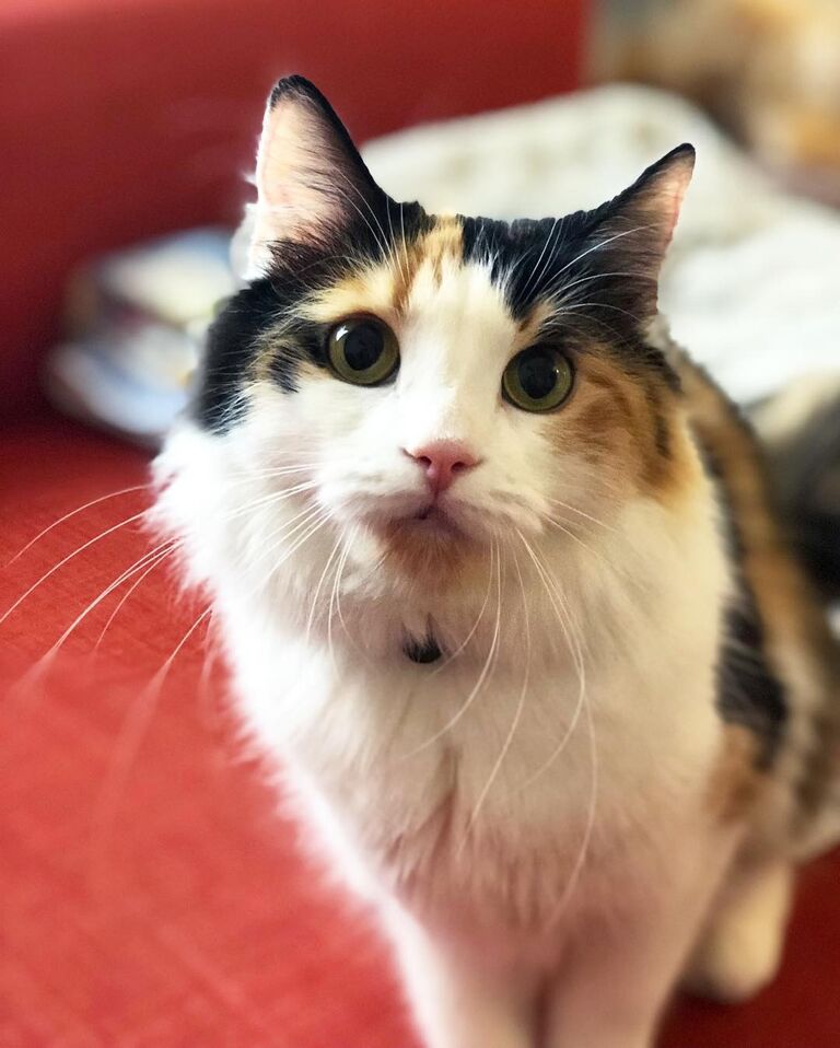 Adopted Ginny, our first fur baby. We knew we would be a funny farm from here.