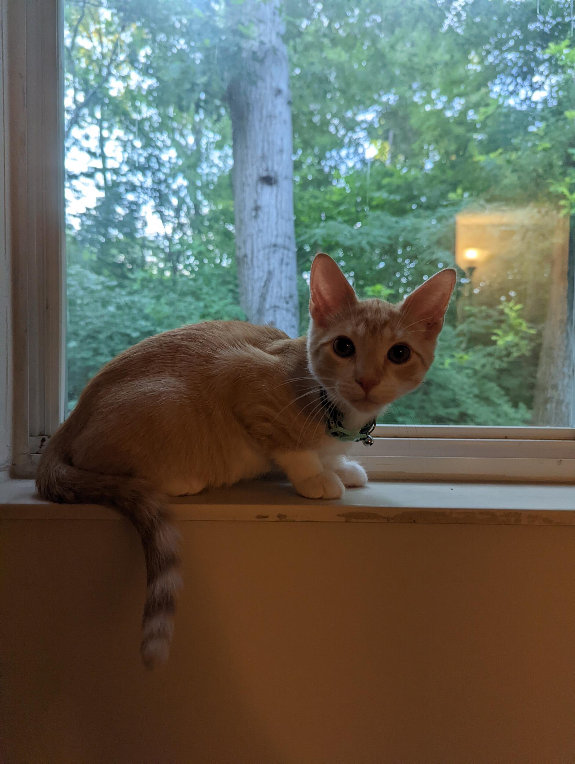 Adopted Cheddar