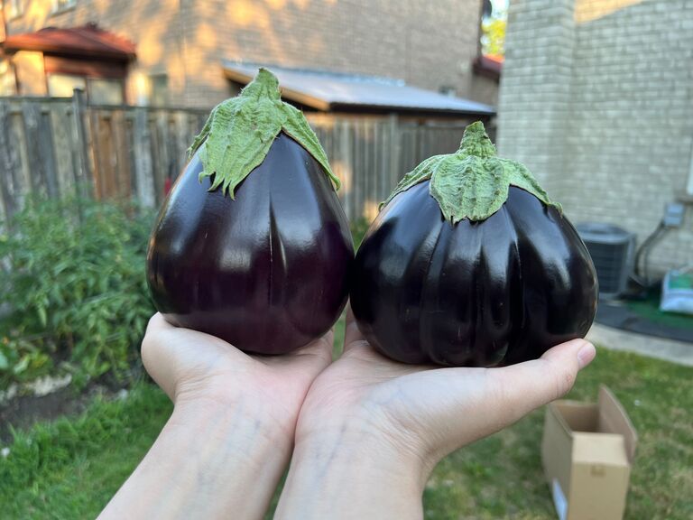 First time gardening and winning with these eggplants