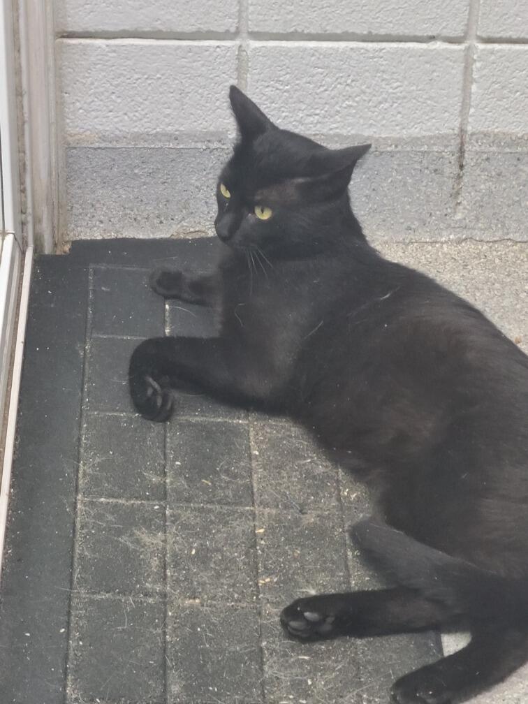 The Day We Brought Home Ducky from the Niagara SPCA.