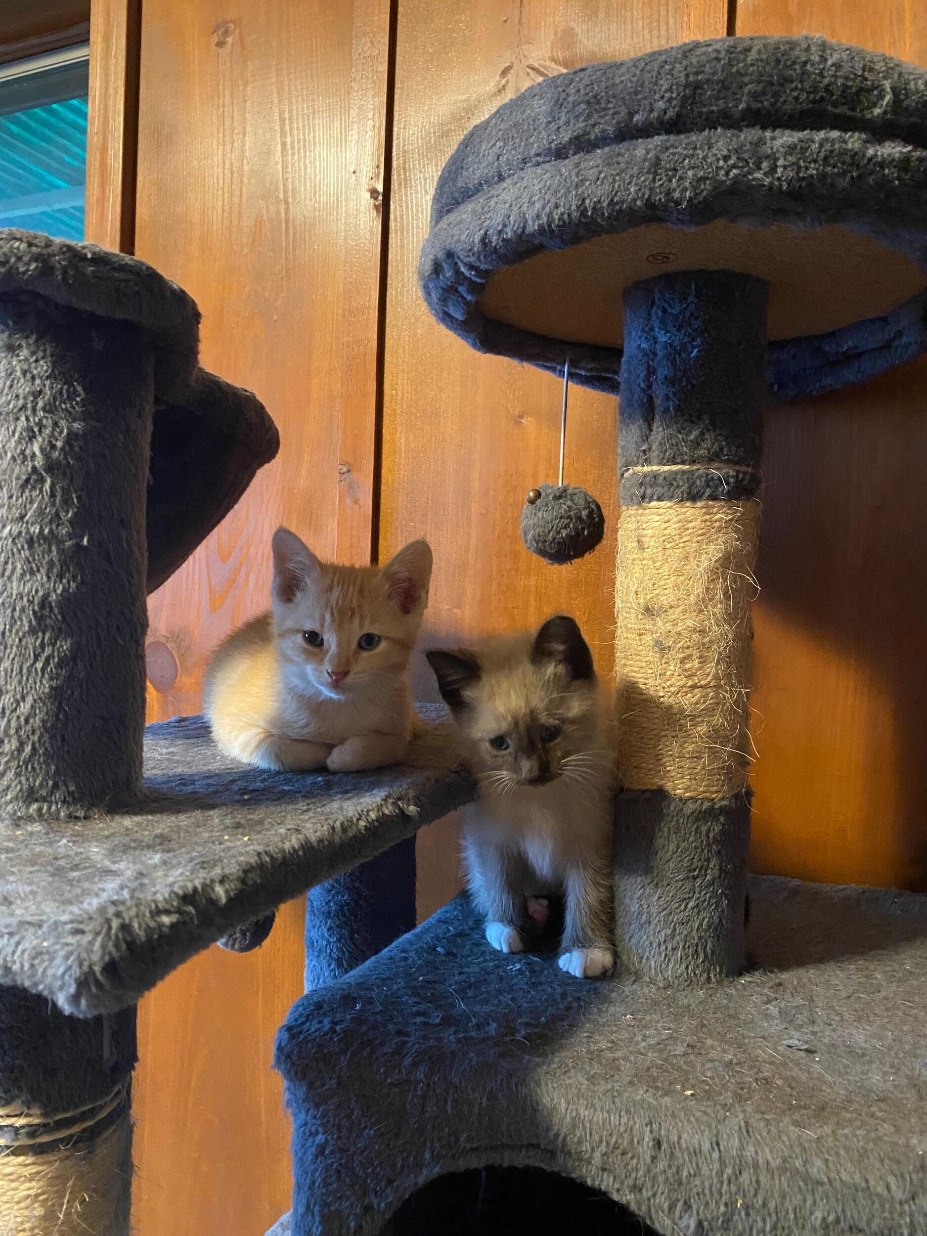 First fur babies together. It was supposed to be one but we got a bonus.
