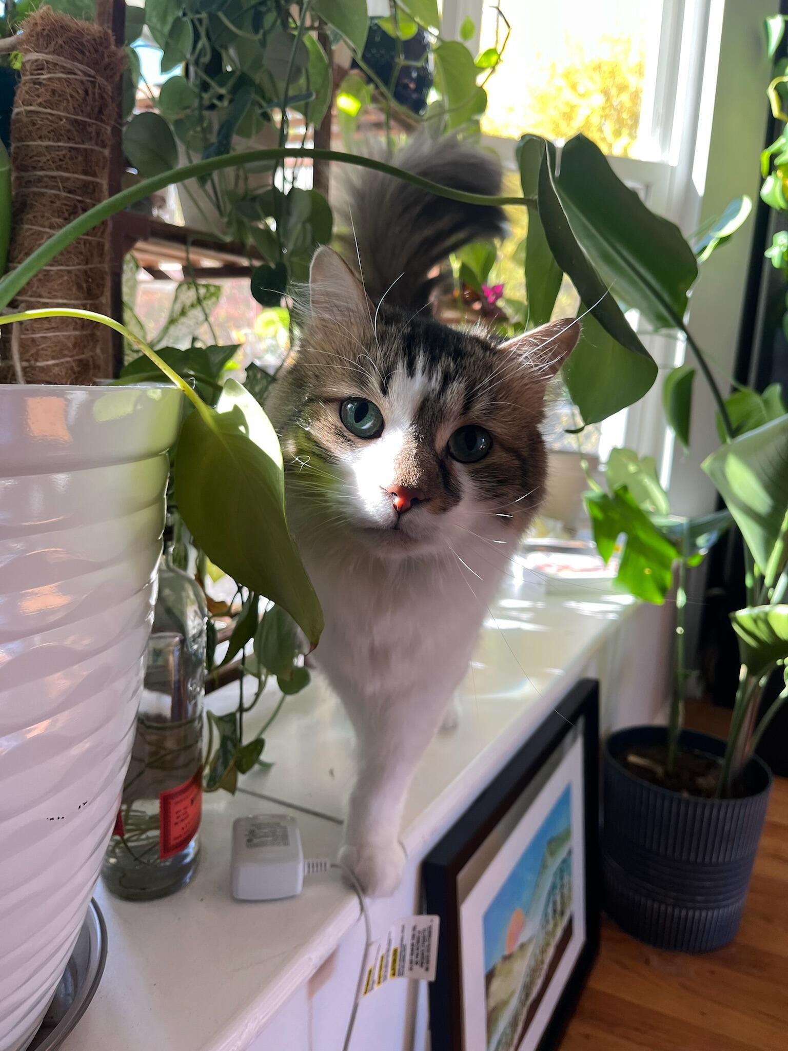 Augustus (GUS) came into our lives through Kiya & her neighbor's front porch! He is a nervous guy, but loves ear scritches and treats. 