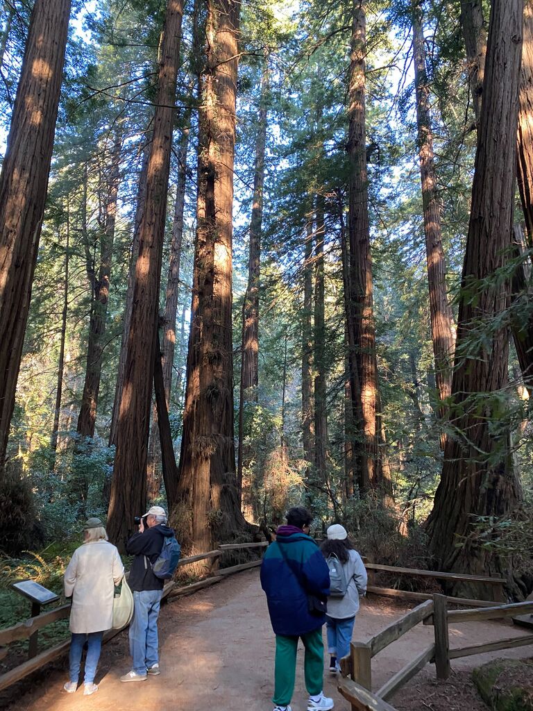 Muir Woods National Monument 