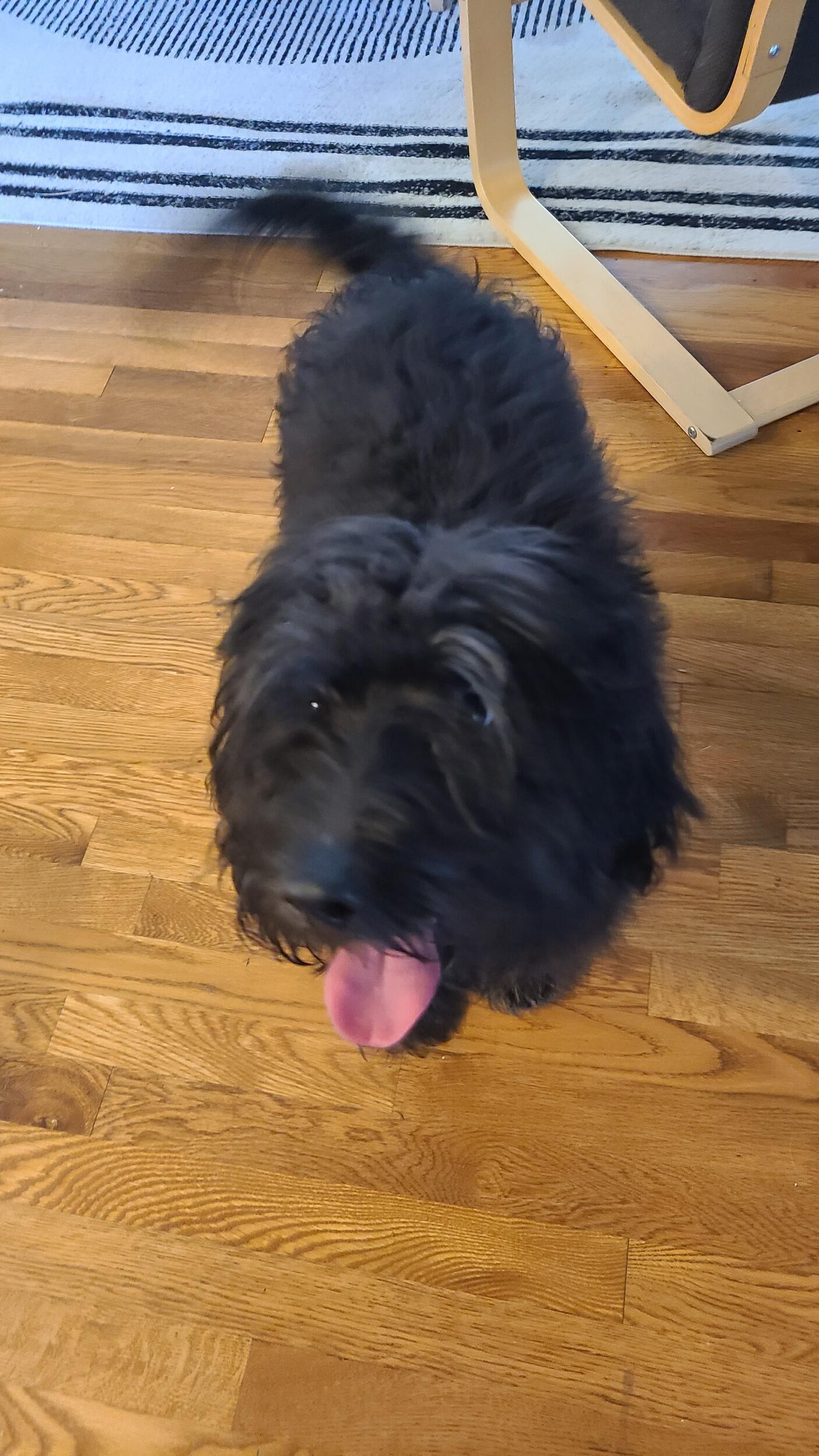 In July of 2022, having lost Cricket to old age just a few months prior, Ashley and Martin adopt an emaciated, matted, black mess from the Humane Society in Vancouver, WA. They name the good boy Freddie.