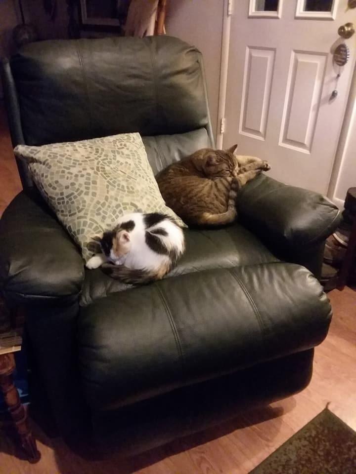 Yara kitten joined the family.