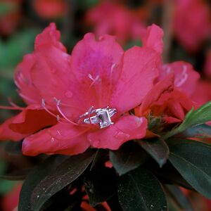 Gallery Photo 46